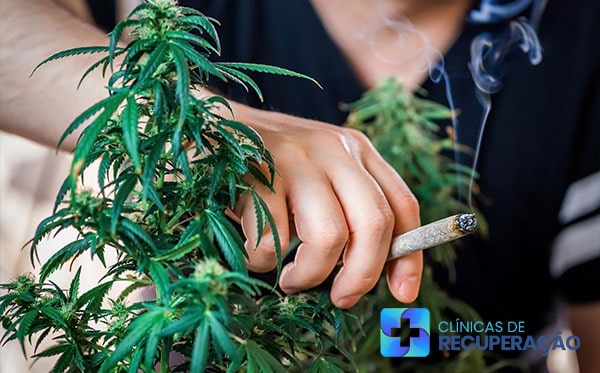 Tratamento Dependente Maconha Santo Antônio do Grama - MG - Clínica de Reabilitação 